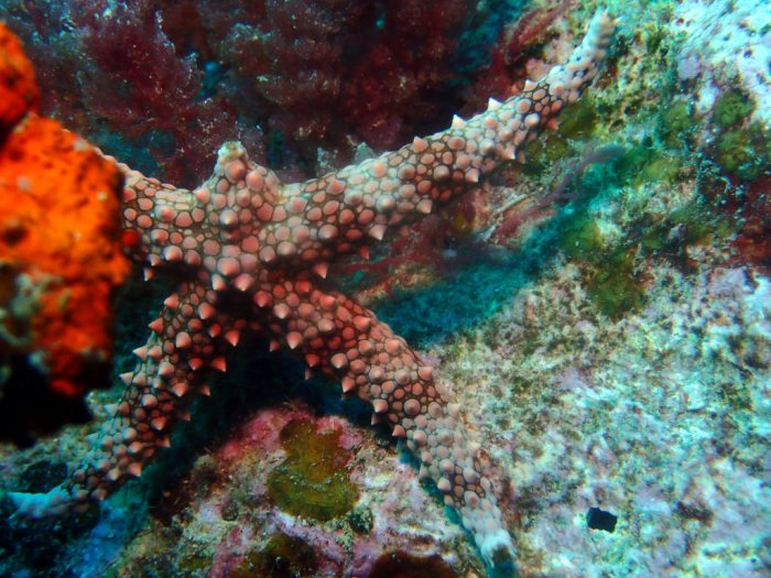 Gomophia egyptiaca