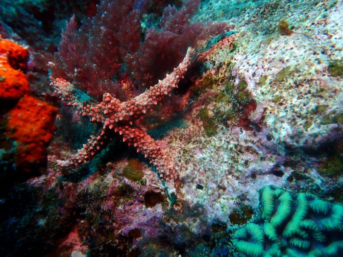 Gomophia egyptiaca