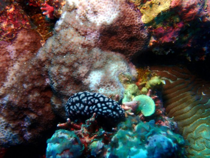 Phyllidiella pustulosa