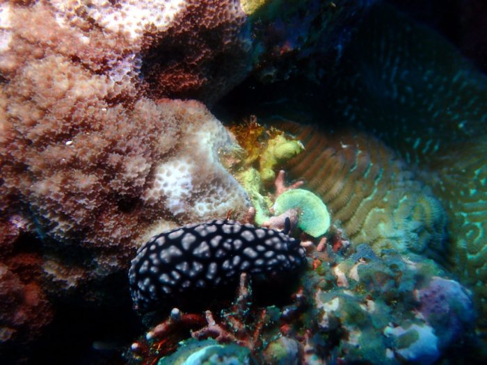 Phyllidiella pustulosa