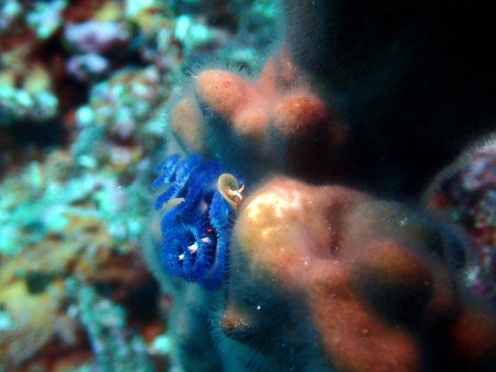 Spirobranchus corniculatus