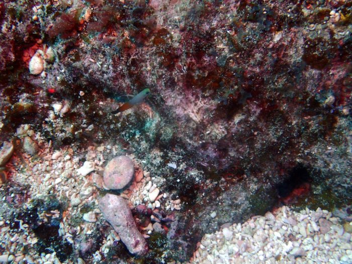 Nemateleotris magnifica