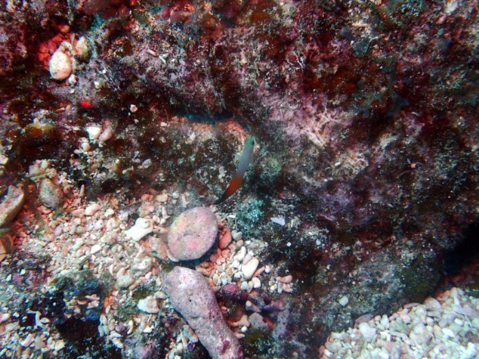 Nemateleotris magnifica