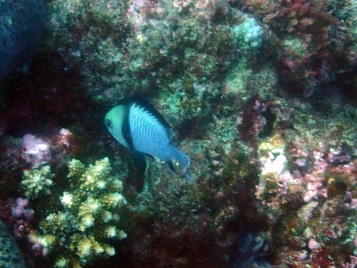 Dascyllus reticulatus