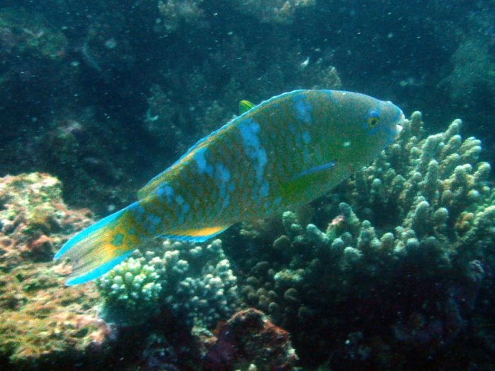 Scarus ghobban