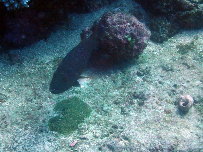 Plectropomus leopardus