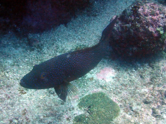 Plectropomus leopardus