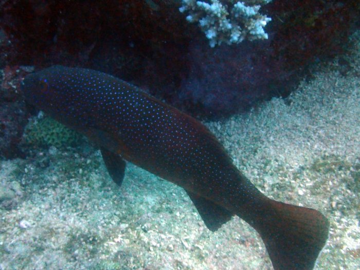 Plectropomus leopardus