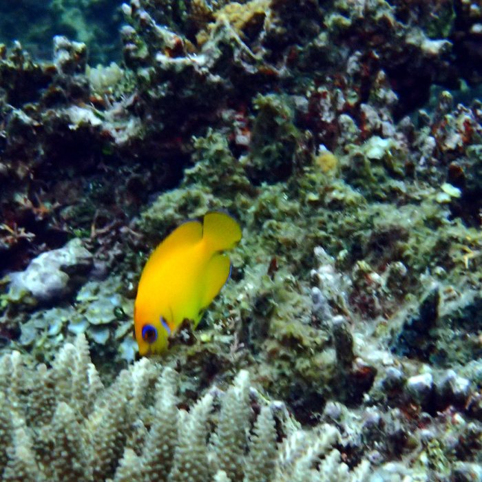 Centropyge flavissima