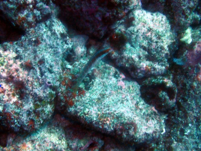 Coris dorsomaculatus