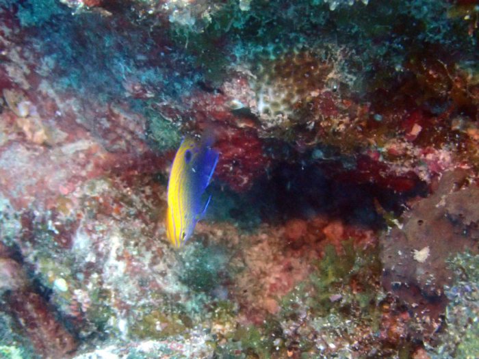 Pomacentrus vaiuli