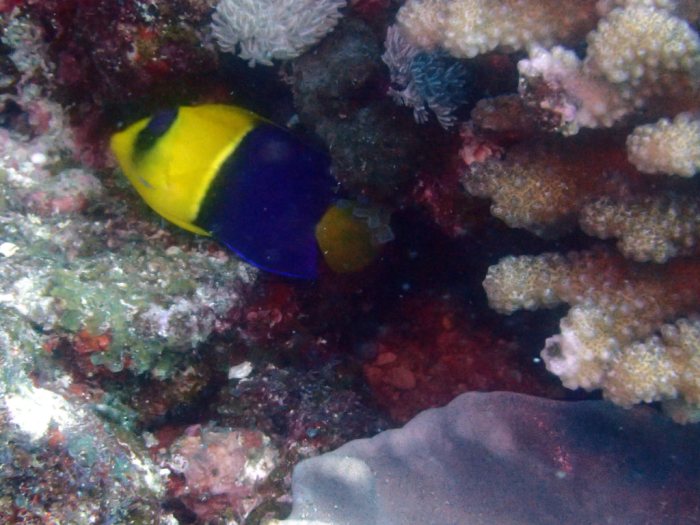 Centropyge bicolor