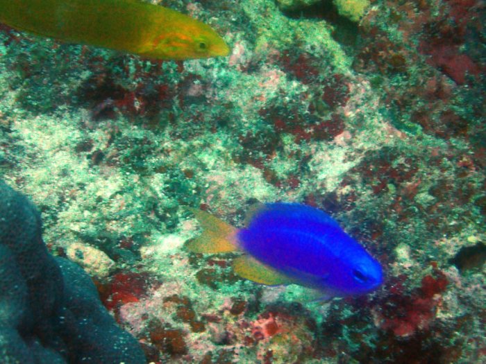 Pomacentrus coelestis
