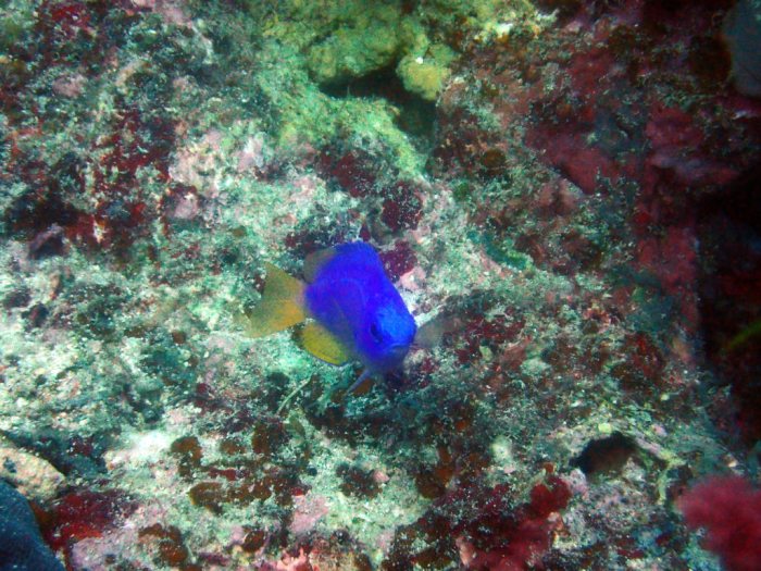 Pomacentrus coelestis