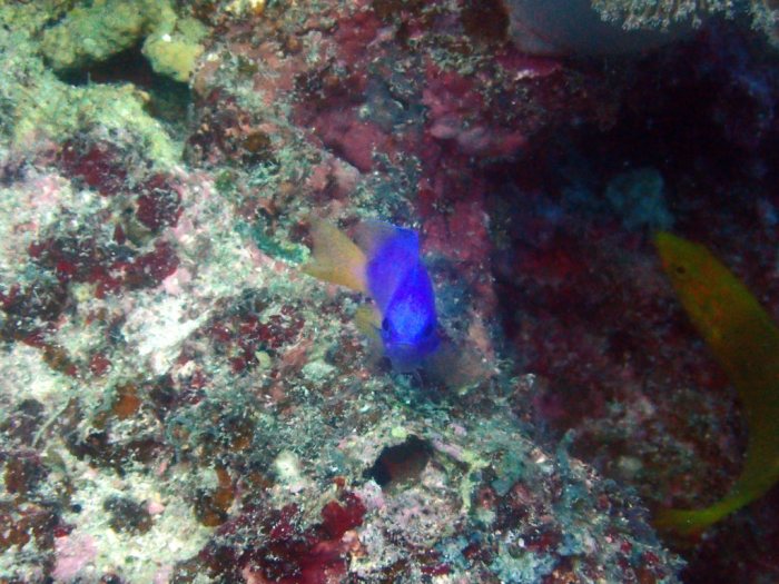 Pomacentrus coelestis