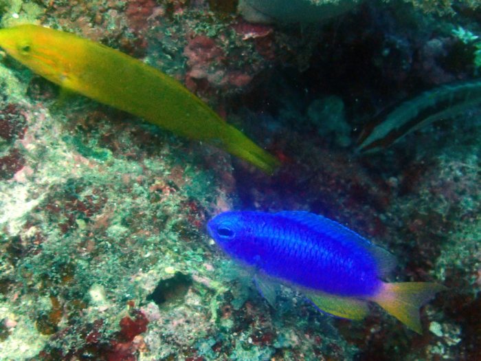 Pomacentrus coelestis