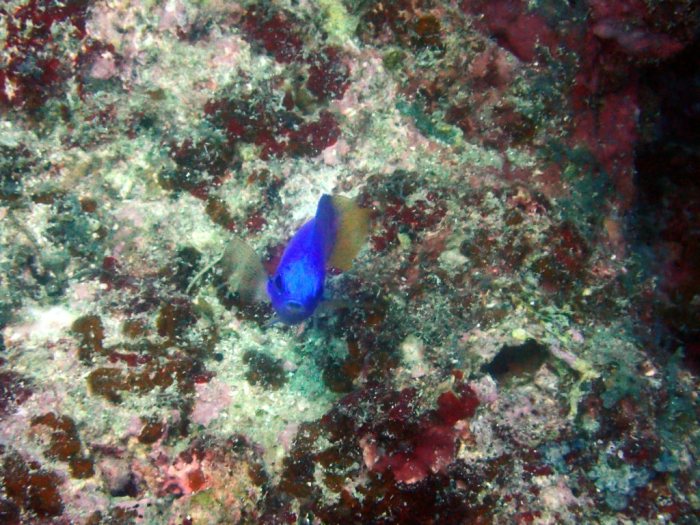 Pomacentrus coelestis