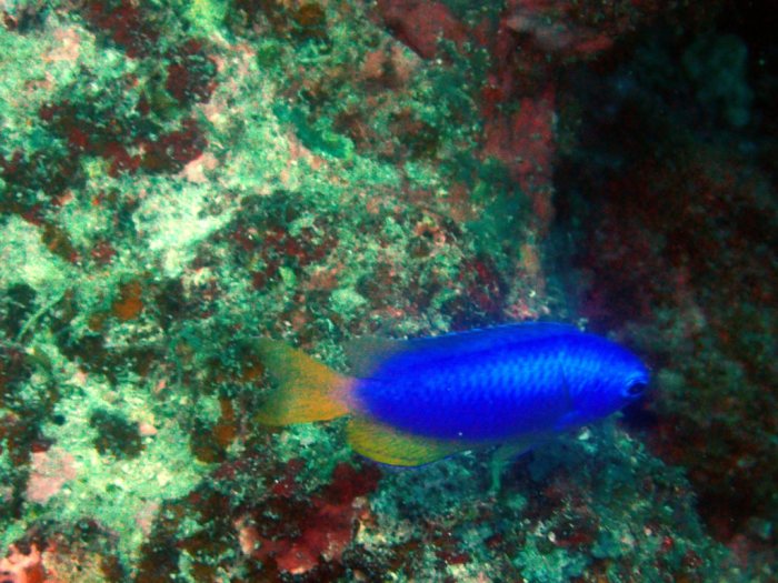 Pomacentrus coelestis
