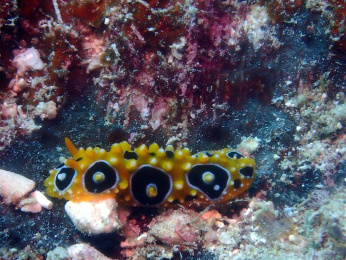 Phyllidia ocellata