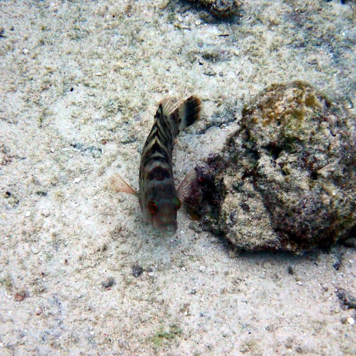 Cheilinus chlorourus