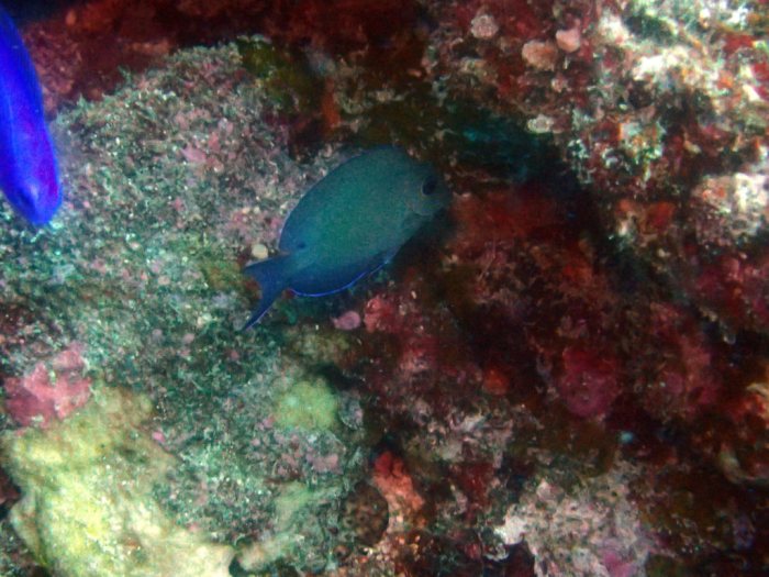 Poisson-chirurgien