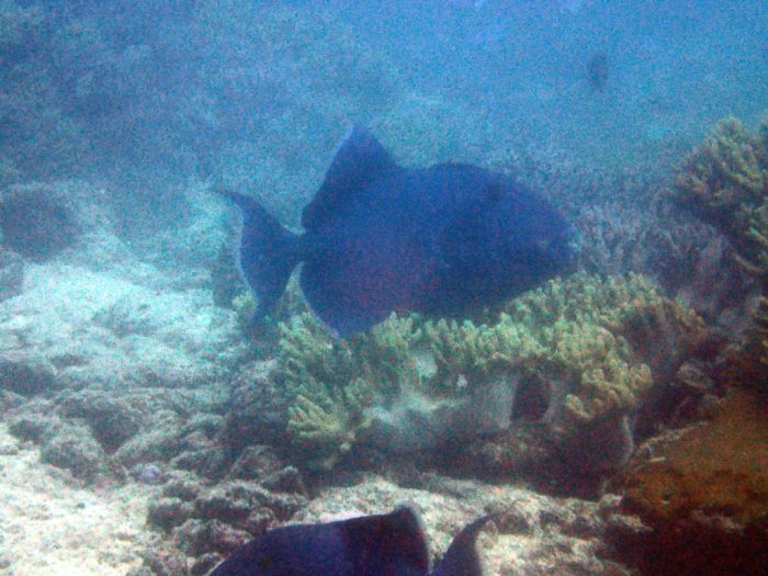 Odonus niger