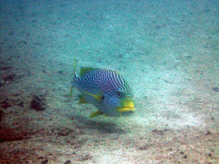 Plectorhinchus lineatus