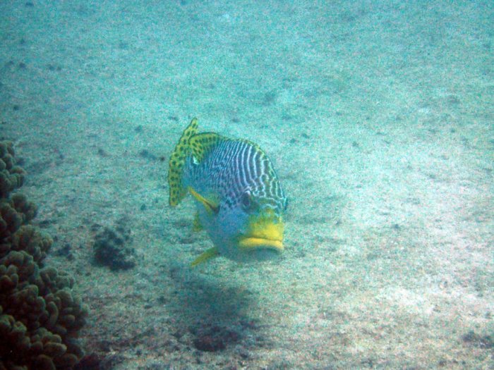 Plectorhinchus lineatus