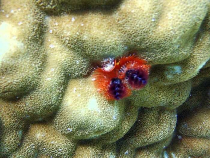 Spirobranchus corniculatus