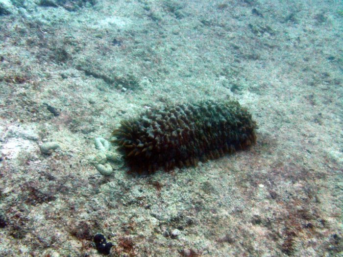 Thelenota ananas