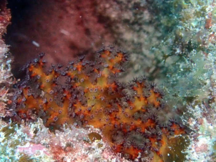 Corail mou
