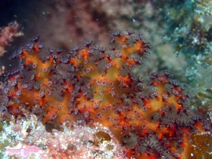 Corail mou