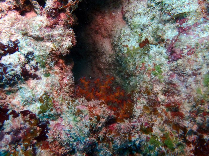 Corail mou