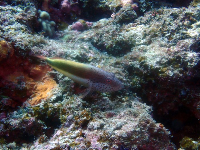 Paracirrhites forsteri