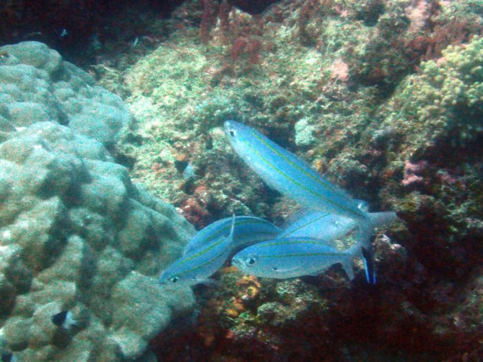 Pterocaesio digramma