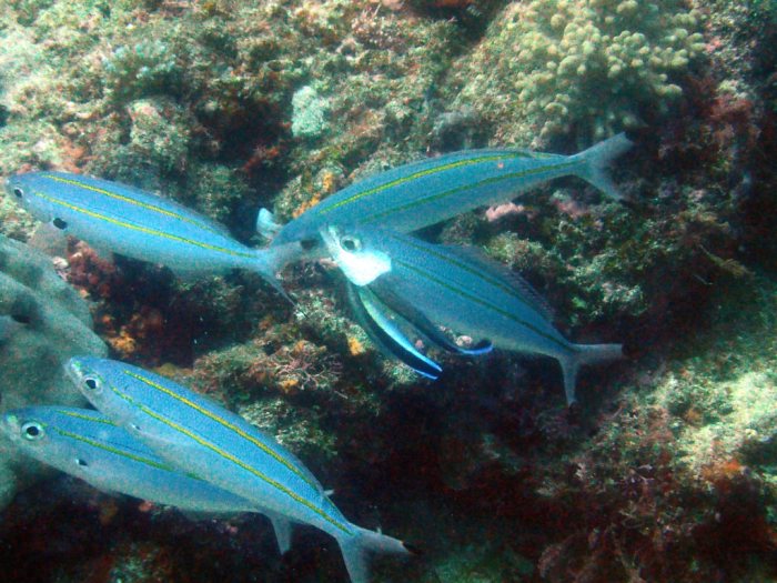 Pterocaesio digramma