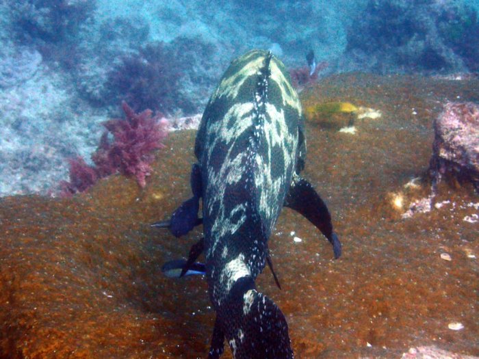 Epinephelus polyphekadion