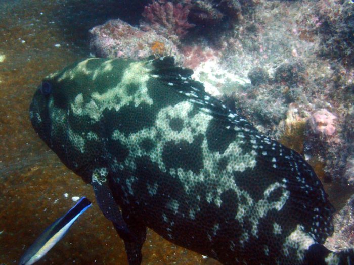Epinephelus polyphekadion
