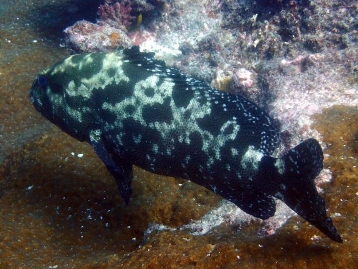 Epinephelus polyphekadion