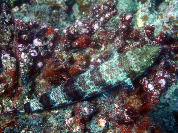 Saurida gracilis
