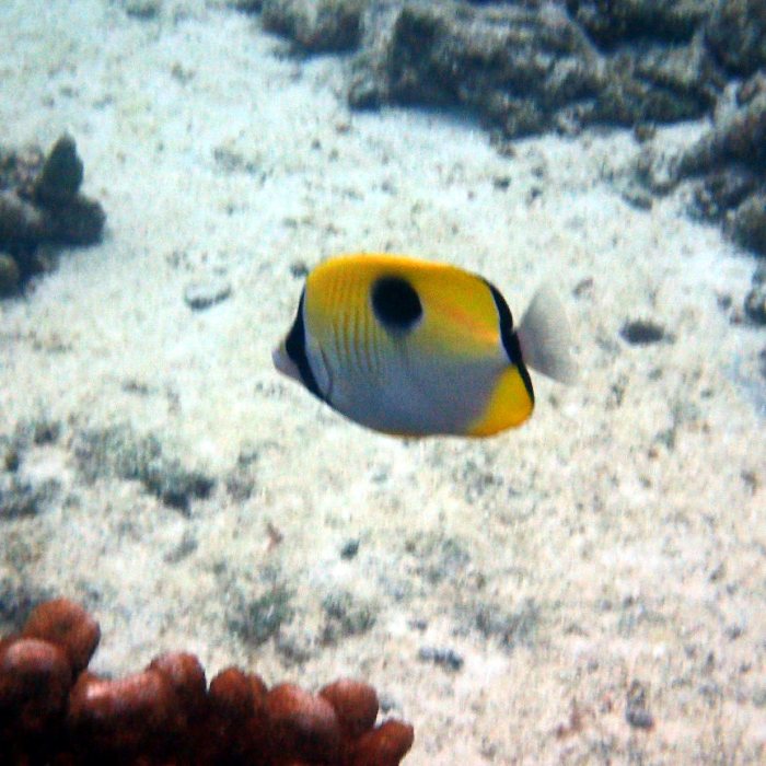 Chaetodon unimaculatus