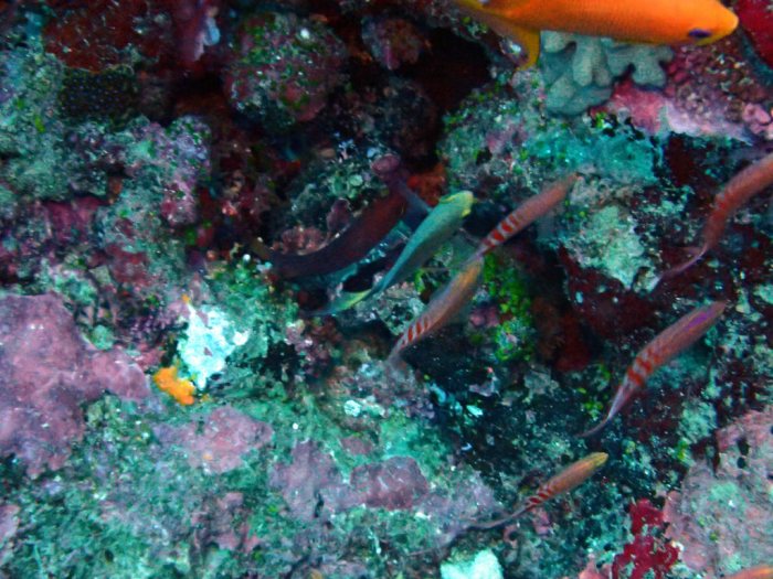 Pseudanthias lori