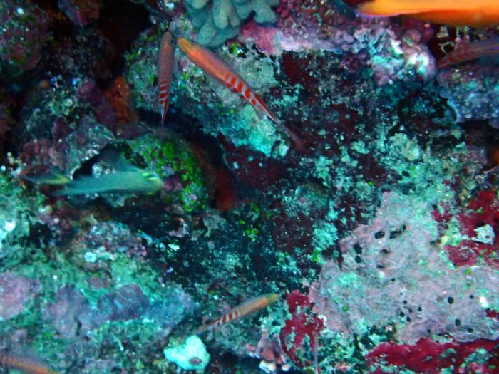 Pseudanthias lori