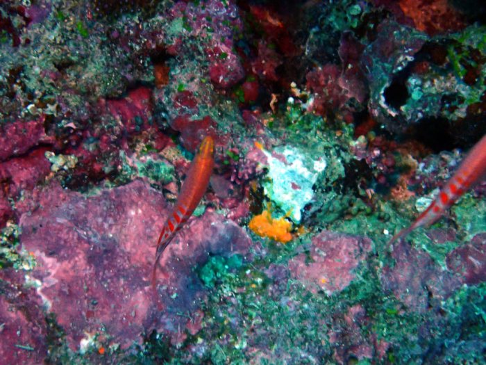 Pseudanthias lori