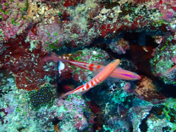 Pseudanthias lori