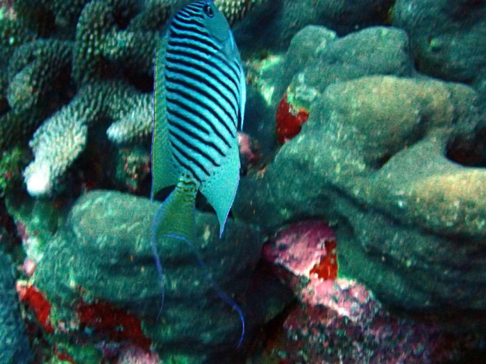 Genicanthus melanospilos