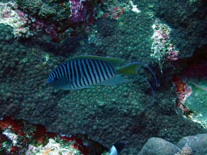 Genicanthus melanospilos