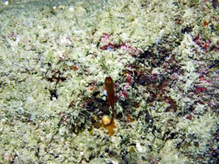 Poissons osseux