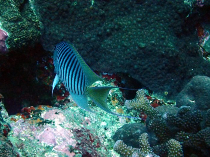 Genicanthus melanospilos