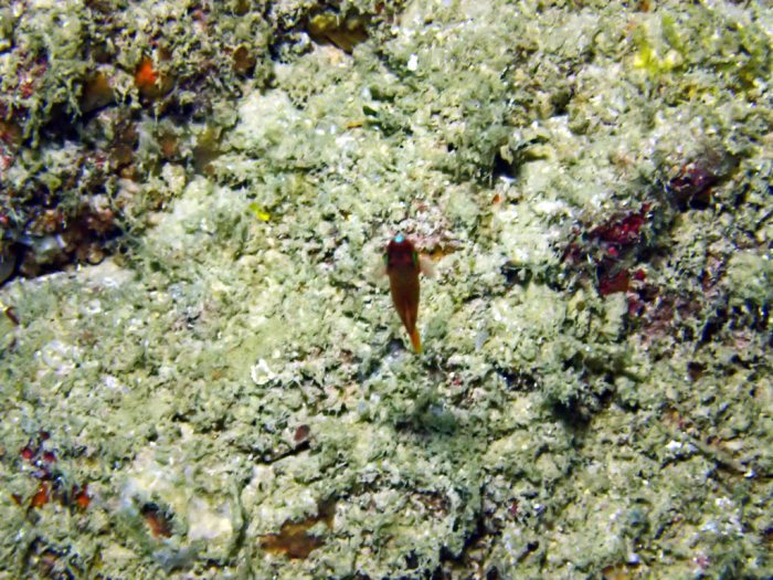 Poissons osseux